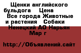 Щенки английского бульдога  › Цена ­ 60 000 - Все города Животные и растения » Собаки   . Ненецкий АО,Нарьян-Мар г.